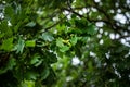 Young green acorns on a tree Oak. Oak fruit with fresh leaves in the park Royalty Free Stock Photo