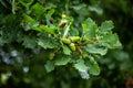 Young green acorns on a tree Oak. Oak fruit with fresh leaves in the park Royalty Free Stock Photo