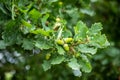 Young green acorns on a tree Oak. Oak fruit with fresh leaves in the park Royalty Free Stock Photo