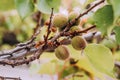 Young, green almonds hanging on tree branch Royalty Free Stock Photo