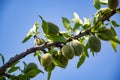 Young green almonds nuts riping on almond tree Royalty Free Stock Photo