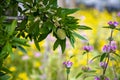 Young green almonds nuts riping on almond tree and wild summer flowers Royalty Free Stock Photo