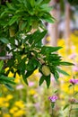 Young green almonds nuts riping on almond tree and wild summer flowers Royalty Free Stock Photo