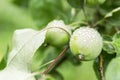 Young green apple on a tree with dew drops IN THE GARDEN. Vegetarianism and healthy eco products. Close-up Royalty Free Stock Photo