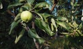 A young green apple in a tree Royalty Free Stock Photo