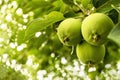 Young green apples close-up on a branch in the sunlight. Apple tree, fruit ripening Royalty Free Stock Photo