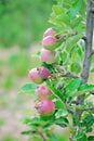 Young green apples Spring ripening apples Royalty Free Stock Photo