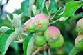 Young green  apples Spring ripening apples Royalty Free Stock Photo