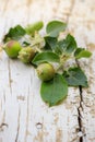 Young green apples on a wooden light background