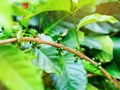 Young green Arabica coffee berries on branch.