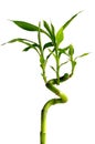 Young green bamboo