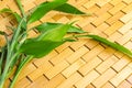 Young green bamboo branches, leaves on wooden background. Spa, massage, welbeing, zen concept