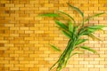 Young green bamboo branches and leaves on wooden carpet background texture. Spa, welbeing, zen concept