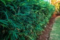 Young green bamboo fence in japan garden Royalty Free Stock Photo