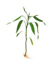 Young green bamboo sprout on background Royalty Free Stock Photo