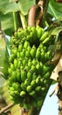 Young green banana bunch with leaves on the tree.