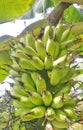Young green banana bunch with leaves on the tree Royalty Free Stock Photo