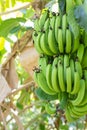 Young green banana on tree. Unripe bananas close up.