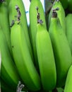 Young green banana on tree