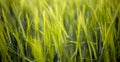 Young green barley corns growing in a field Royalty Free Stock Photo