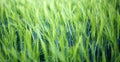 Young green barley corns growing in a field Royalty Free Stock Photo