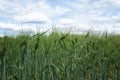 Young green barley corns Royalty Free Stock Photo