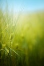 Young green barley crop field