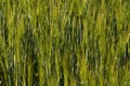 Young, green barley ears in the field. Farm Royalty Free Stock Photo