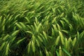 Young green barley field. Royalty Free Stock Photo