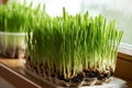 Young green barley grass blades growing in soil Royalty Free Stock Photo