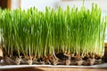 Young green barley grass growing at home near the window Royalty Free Stock Photo
