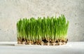 Young green barley grass growing in soil on bright background Royalty Free Stock Photo