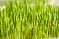 Young green barley grass growing in soil Royalty Free Stock Photo