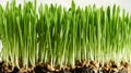 Young green barley grass growing in soil Royalty Free Stock Photo