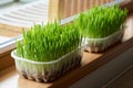Young green barley grass growing in soil at the windowsill Royalty Free Stock Photo