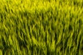 Young green barley growing in agricultural field in spring. Unripe cereals. The concept of agriculture, organic food Royalty Free Stock Photo