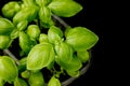 Young green basil plant on black background Royalty Free Stock Photo