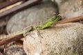 Young green basilisk in Costa rica Royalty Free Stock Photo