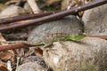 Young green basilisk in Costa rica Royalty Free Stock Photo