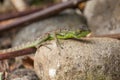 Young green basilisk in Costa rica Royalty Free Stock Photo