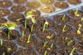 Young green bean and sweet corn plant growing in peat moss soil