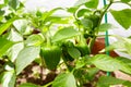 Young green bell pepper grows in a greenhouse. Bulgarian sweet pepper plants. Royalty Free Stock Photo