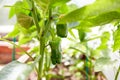 Young green bell pepper grows in a greenhouse. Bulgarian or sweet pepper plants Royalty Free Stock Photo