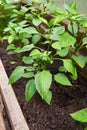 Young green bell pepper grows in a greenhouse. Royalty Free Stock Photo