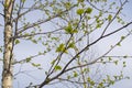 Young, green birch leaves against the sky Royalty Free Stock Photo