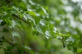 Birch twigs in spring on blurred background