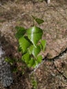 Young green birch tree Royalty Free Stock Photo
