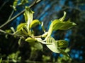 Young green blossoming leaves on the branches of a tree. Springtime Royalty Free Stock Photo