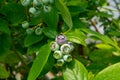 Young blueberry berries ripening on blueberry plants