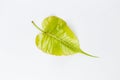 Young green Boh leaf on white background